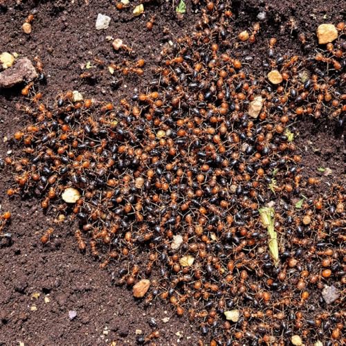 Doff Ant Killer Powder for Indoor and Outdoor Use: Strong for Lawns, Home, Garden - Kill Ants, Silverfish Cockroaches, Woodlice, Earwigs, Other Crawling Insects - 200g (2 Bottles)